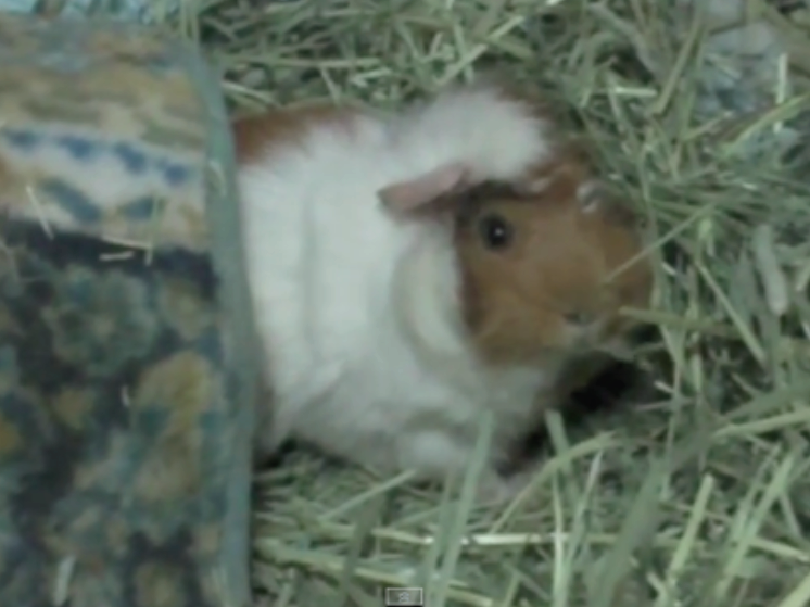 Guinea Pig