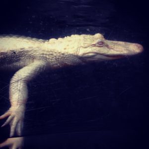 alligator